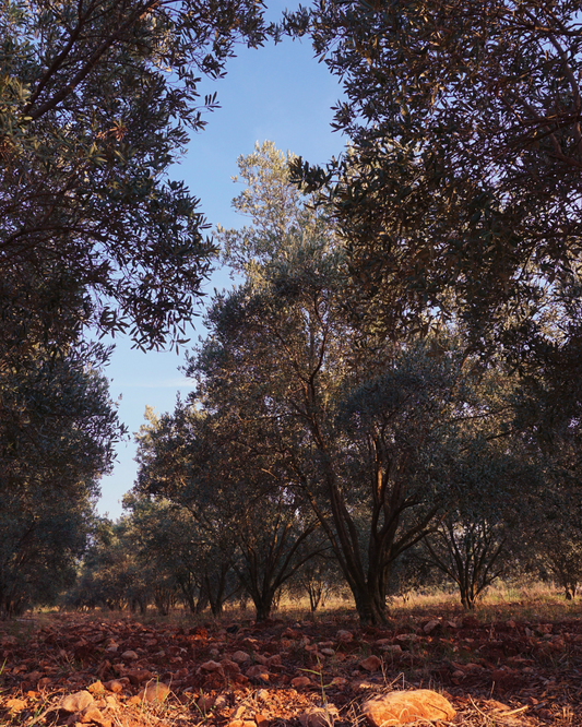 Anatolia: The Ideal Olive Haven