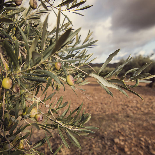 Is Olive Oil Sustainable?