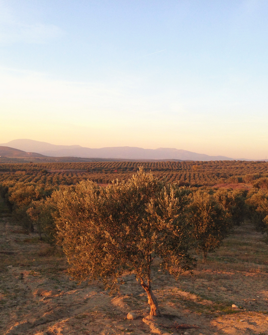 Olives Beyond Borders: Exploring Anatolia's Culinary Influence Worldwide 🌍🍽️